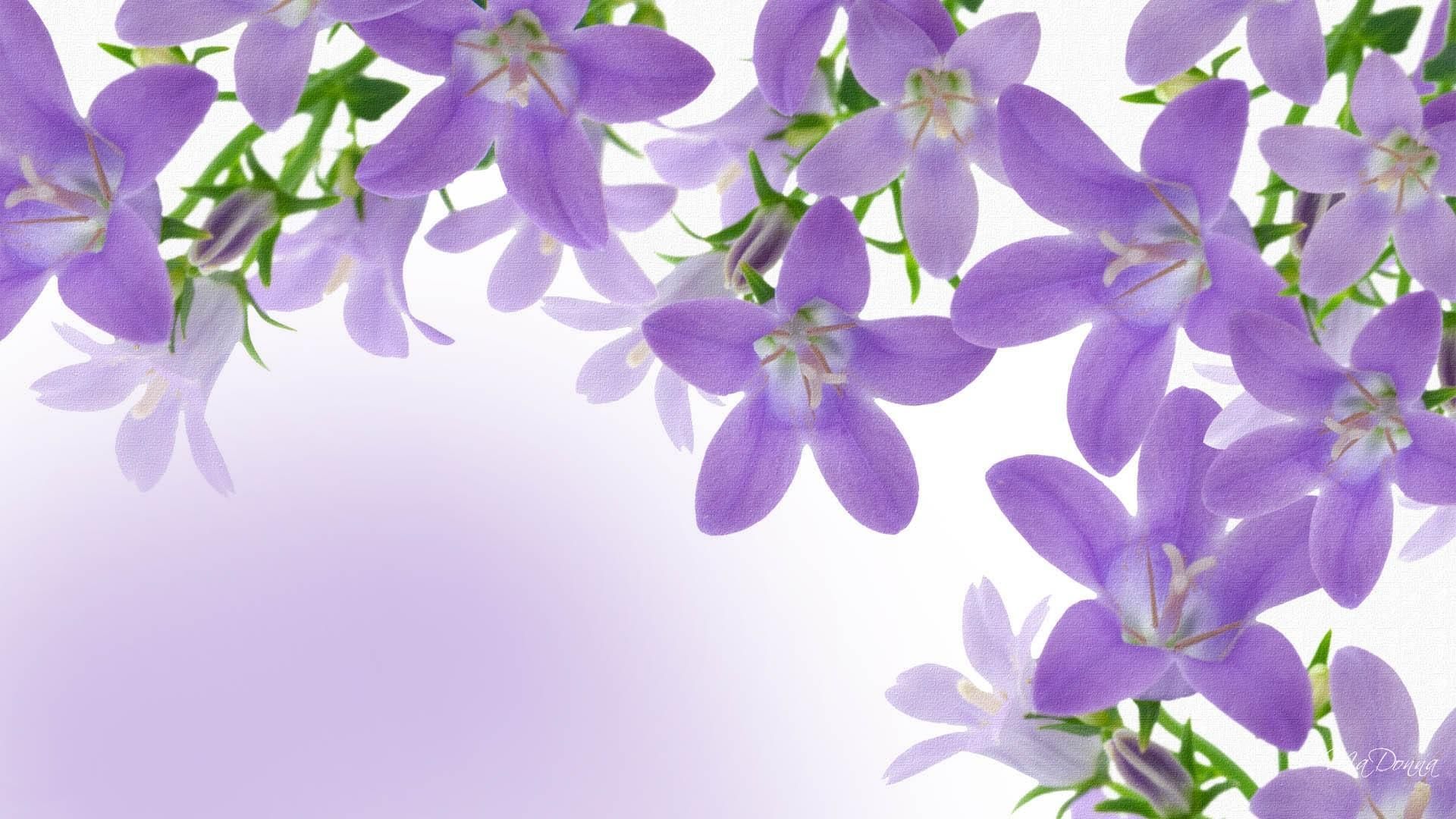 Fiori di lavanda viola, 1920x1080 1080p, PC