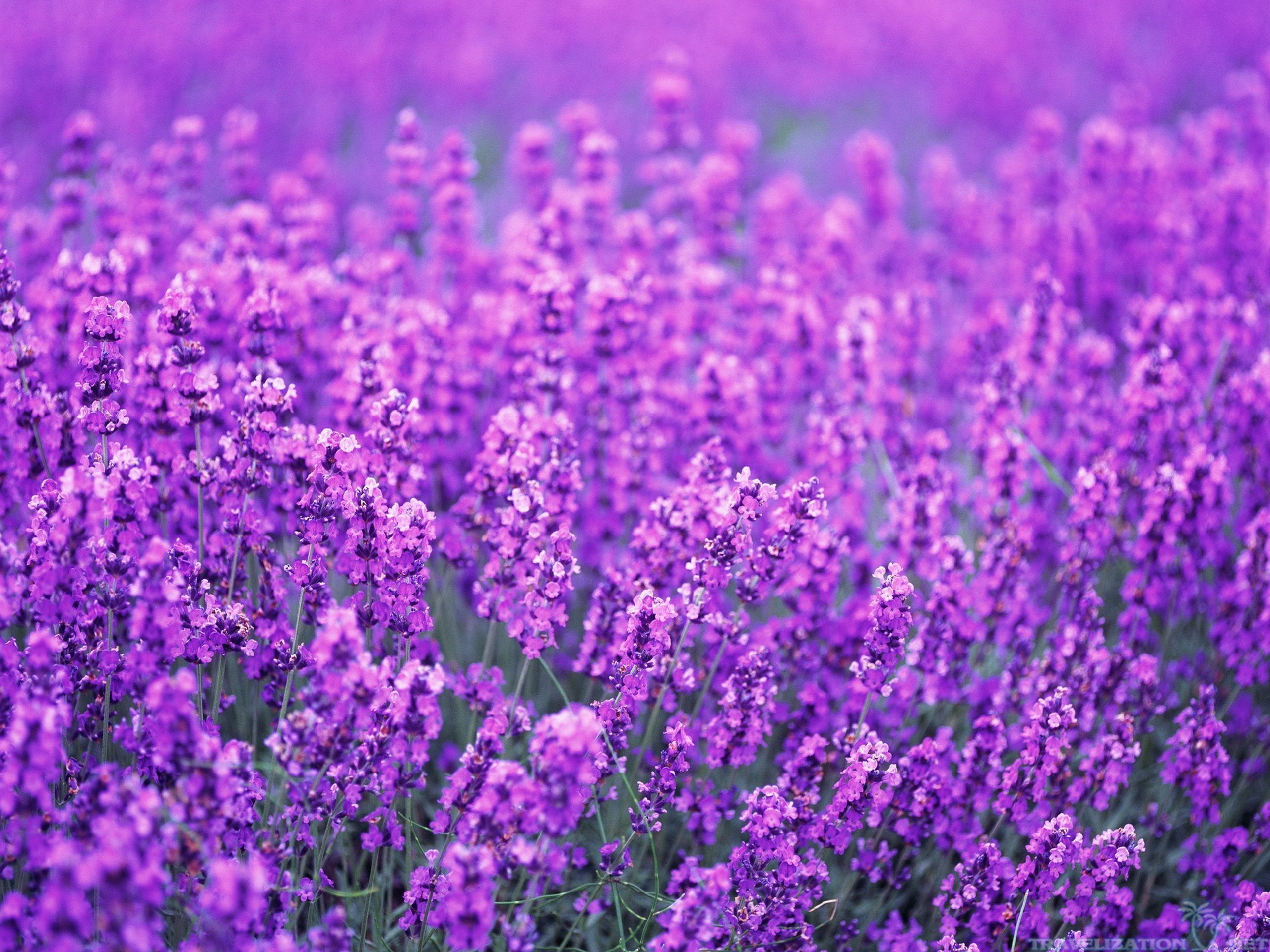 Campo di lavanda viola, 2560x1920 2K, Desktop