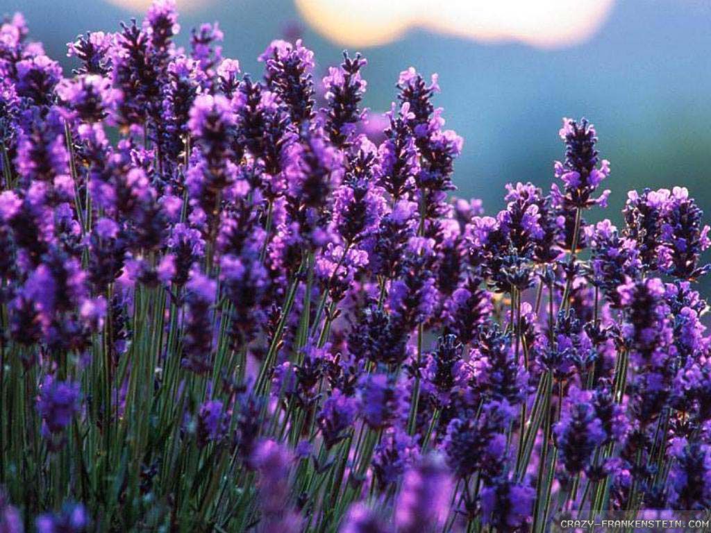 Campo di lavanda viola, 1024x768 HD, Laptop