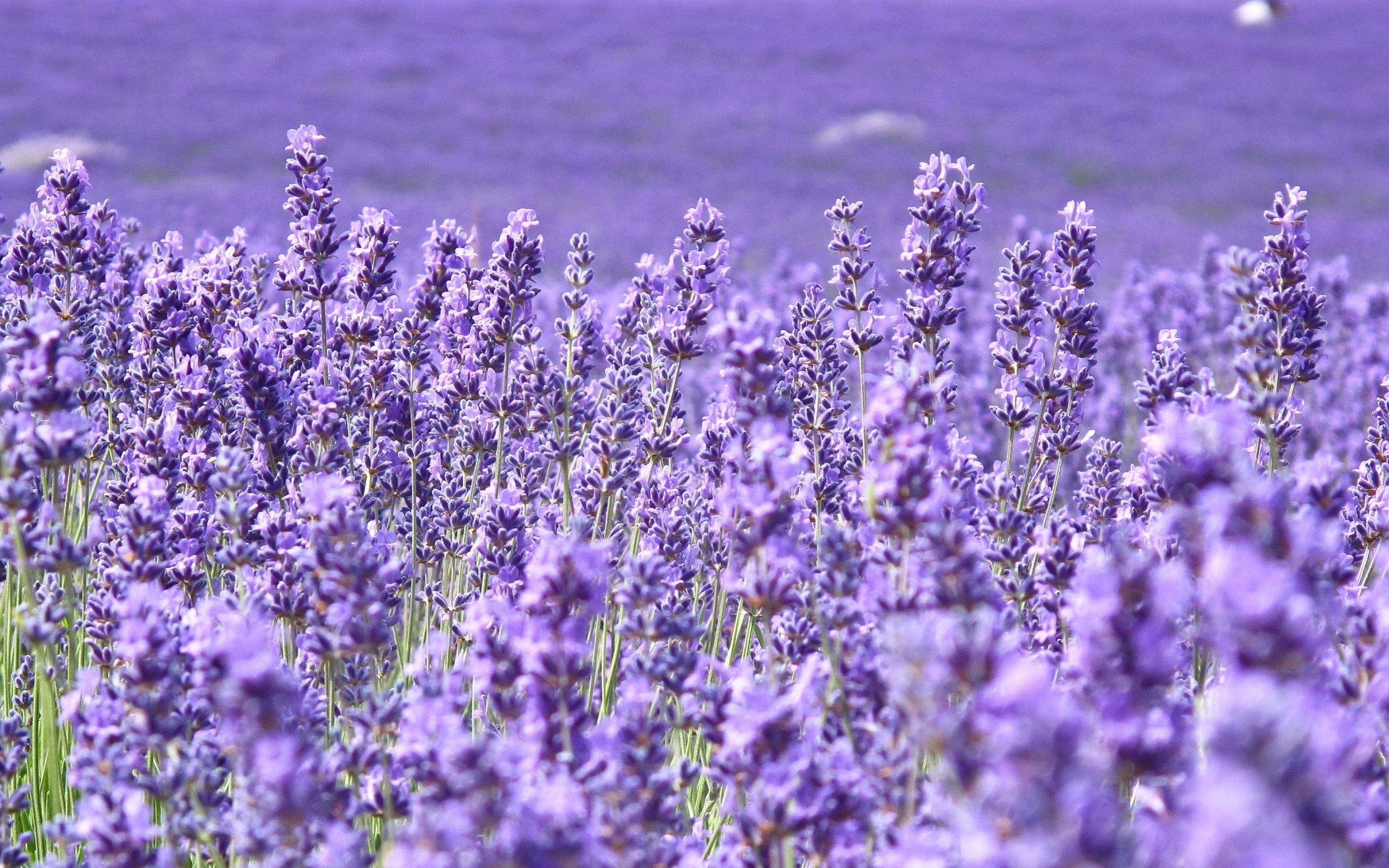 Campo di lavanda viola, 2880x1800 2K+, Desktop