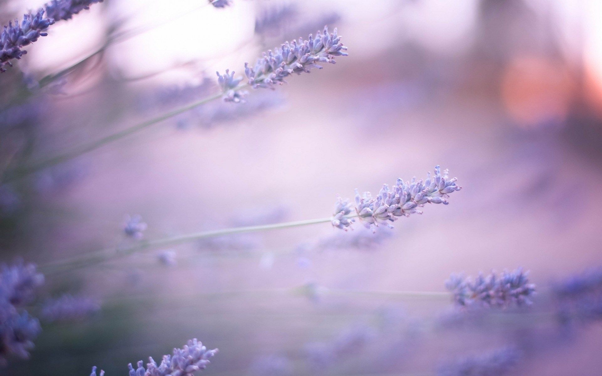 Fiori di lavanda in fioritura, 1920x1200 Full HD+ WUXGA, PC