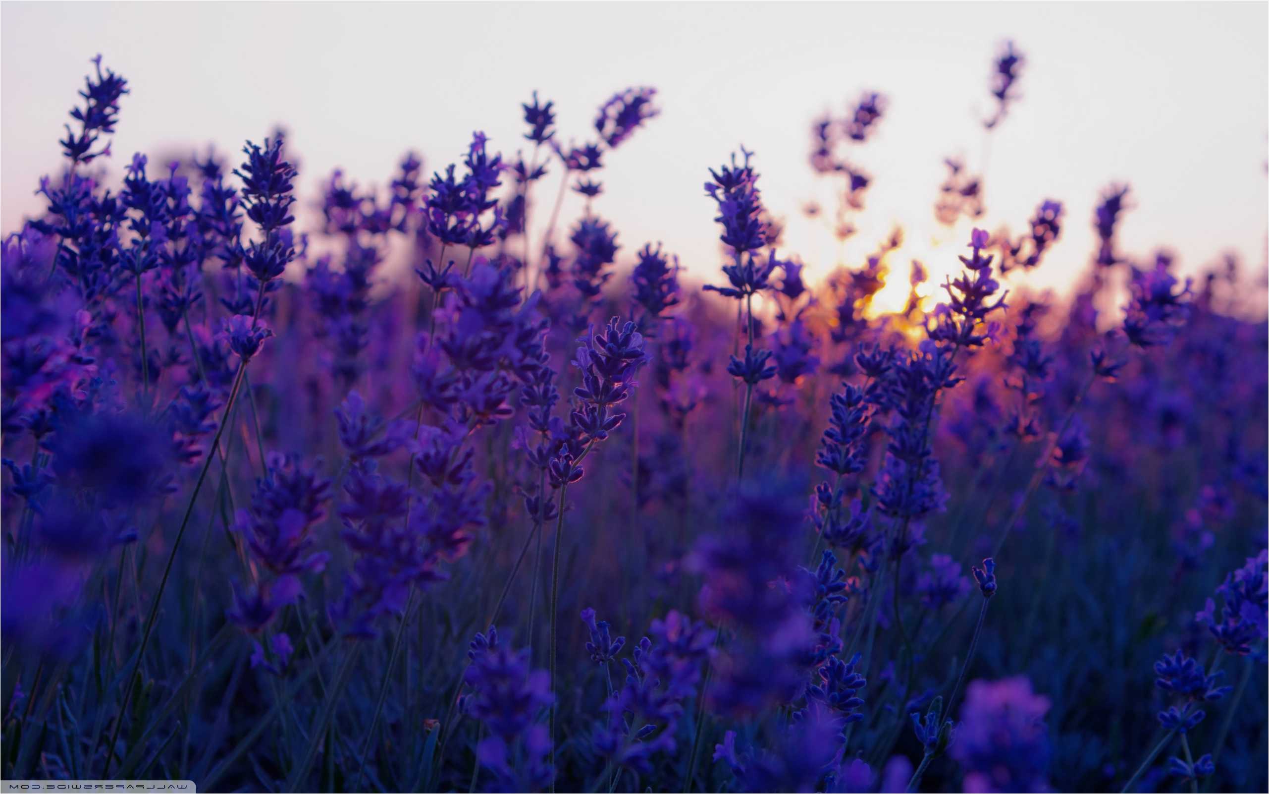Campo di lavanda al tramonto, 2562x1602 WQXGA, Desktop