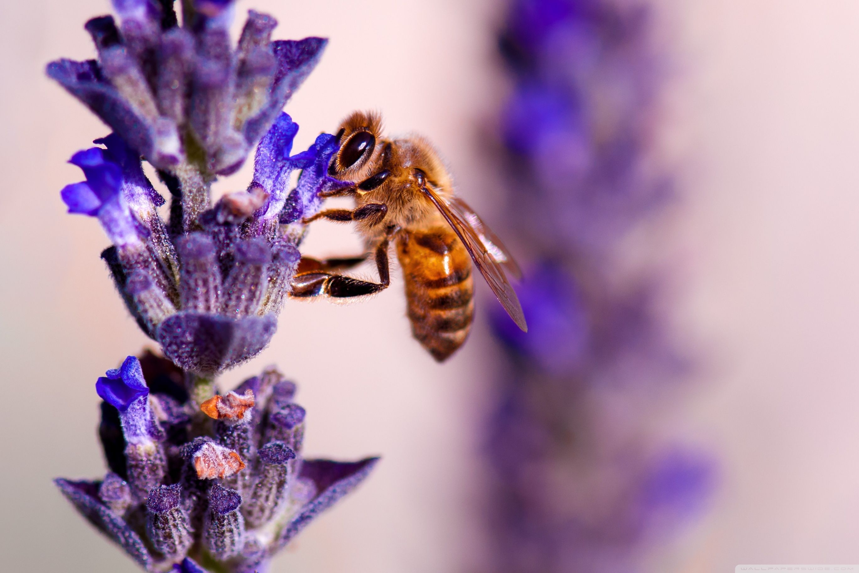 Ape su fiori di lavanda, 2736x1824 2K+, Monitor Gaming