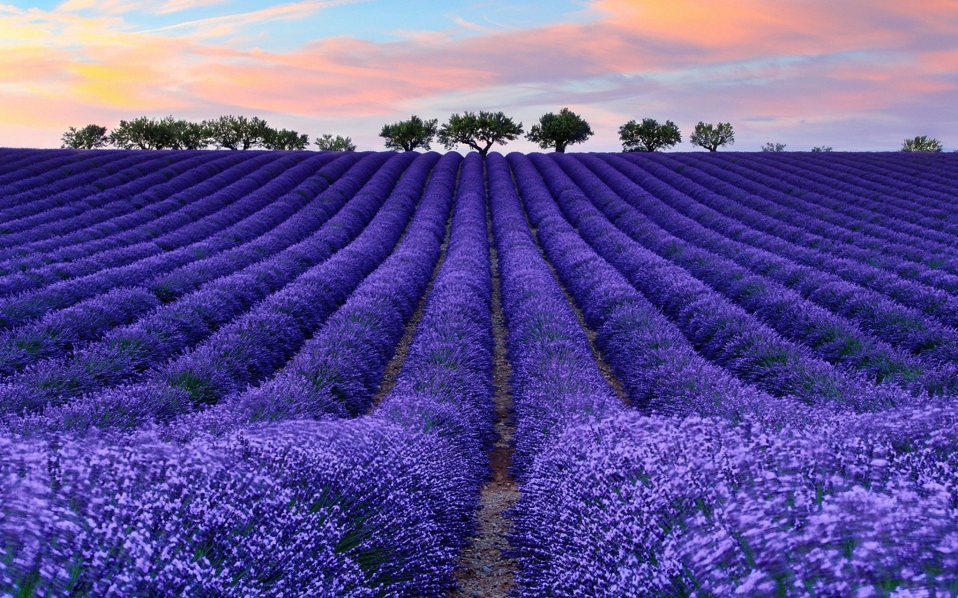Campo di lavanda al tramonto, 1920x1200 WUXGA, Desktop
