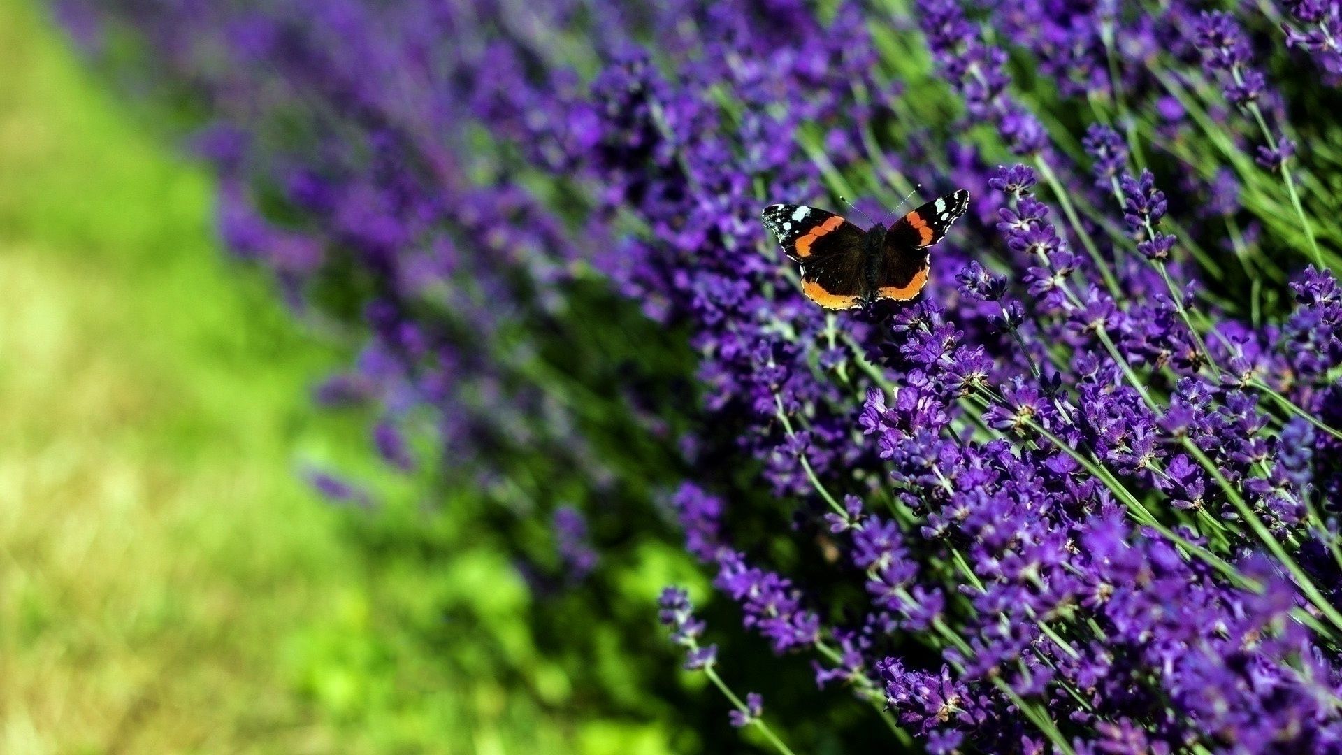 Farfalla su fiori lavanda, 1920x1080 Full HD 1080p, PC