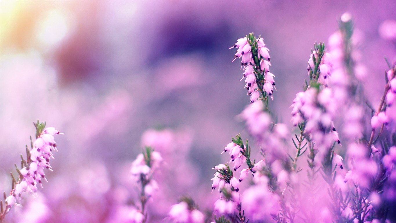 Fiori di lavanda viola, 1365x768 720p, Laptop