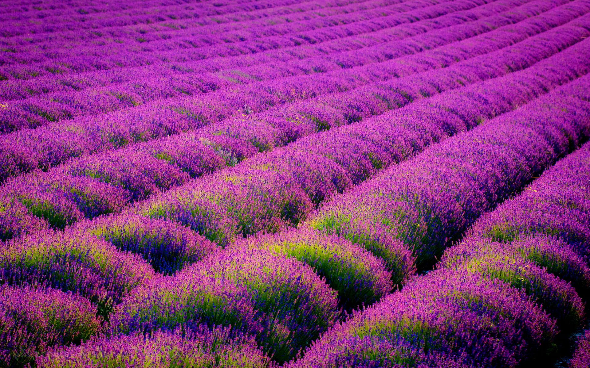 Campo di lavanda viola, 1920x1200 Full HD+ WUXGA, PC Desktop