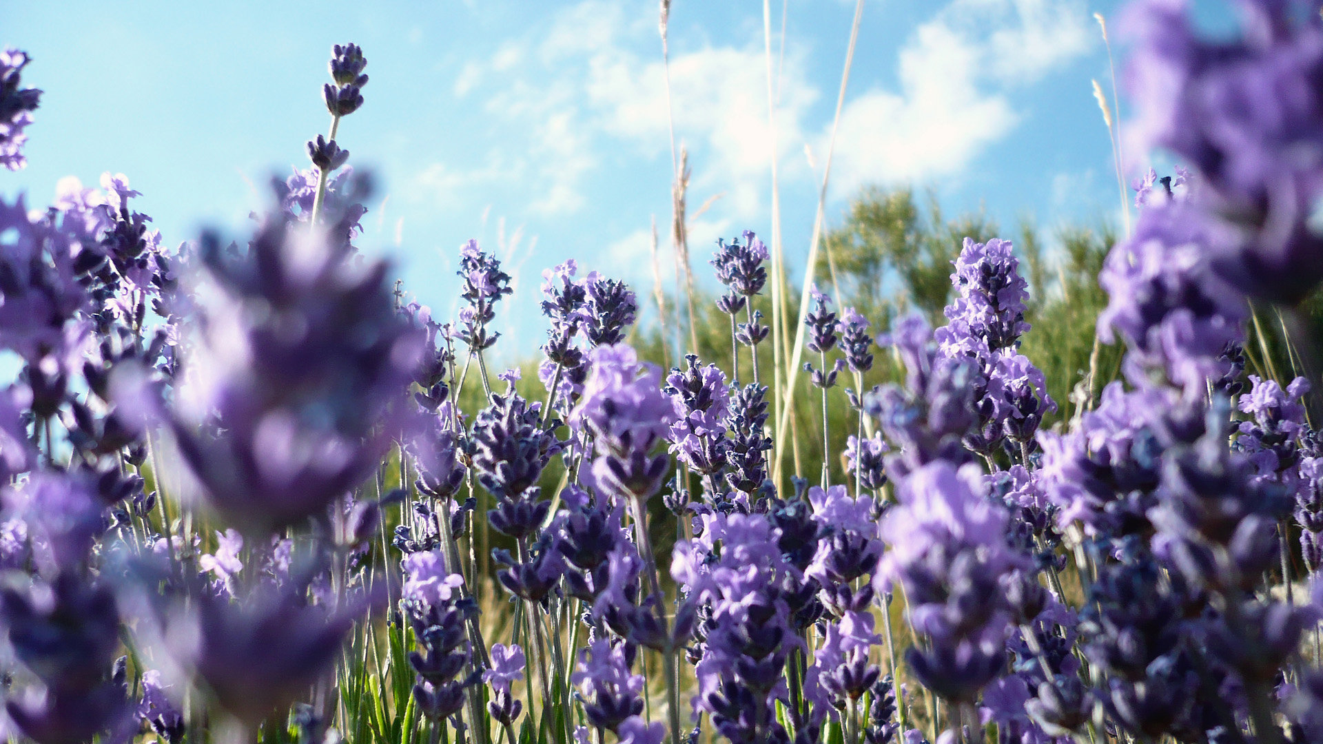 Campo di lavanda in fiore, 1920x1080 Full HD, PC