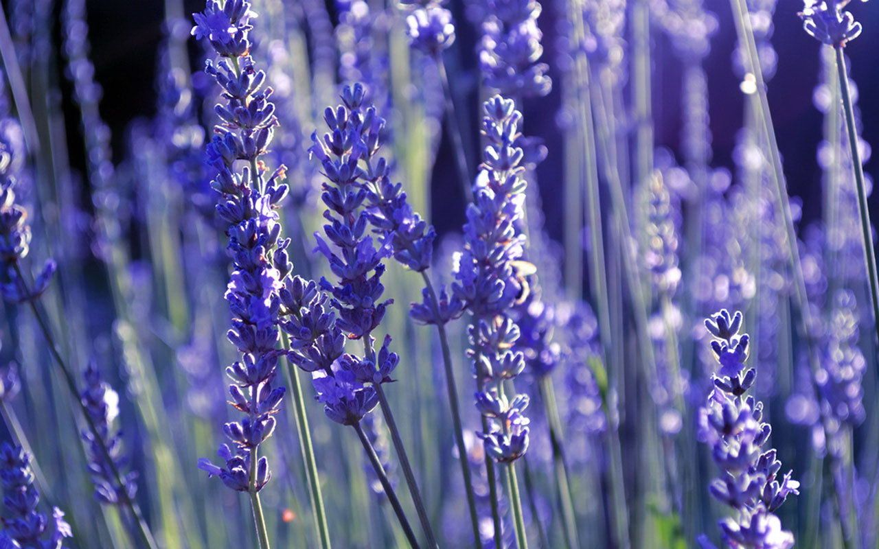 Fiori di lavanda viola, 1280x800 HD, Desktop