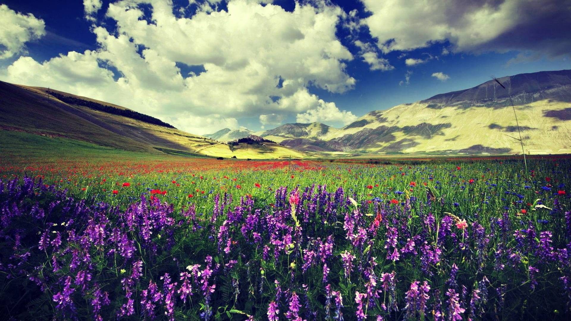 Campo di lavanda selvatica, 1920x1080 1080p, Laptop