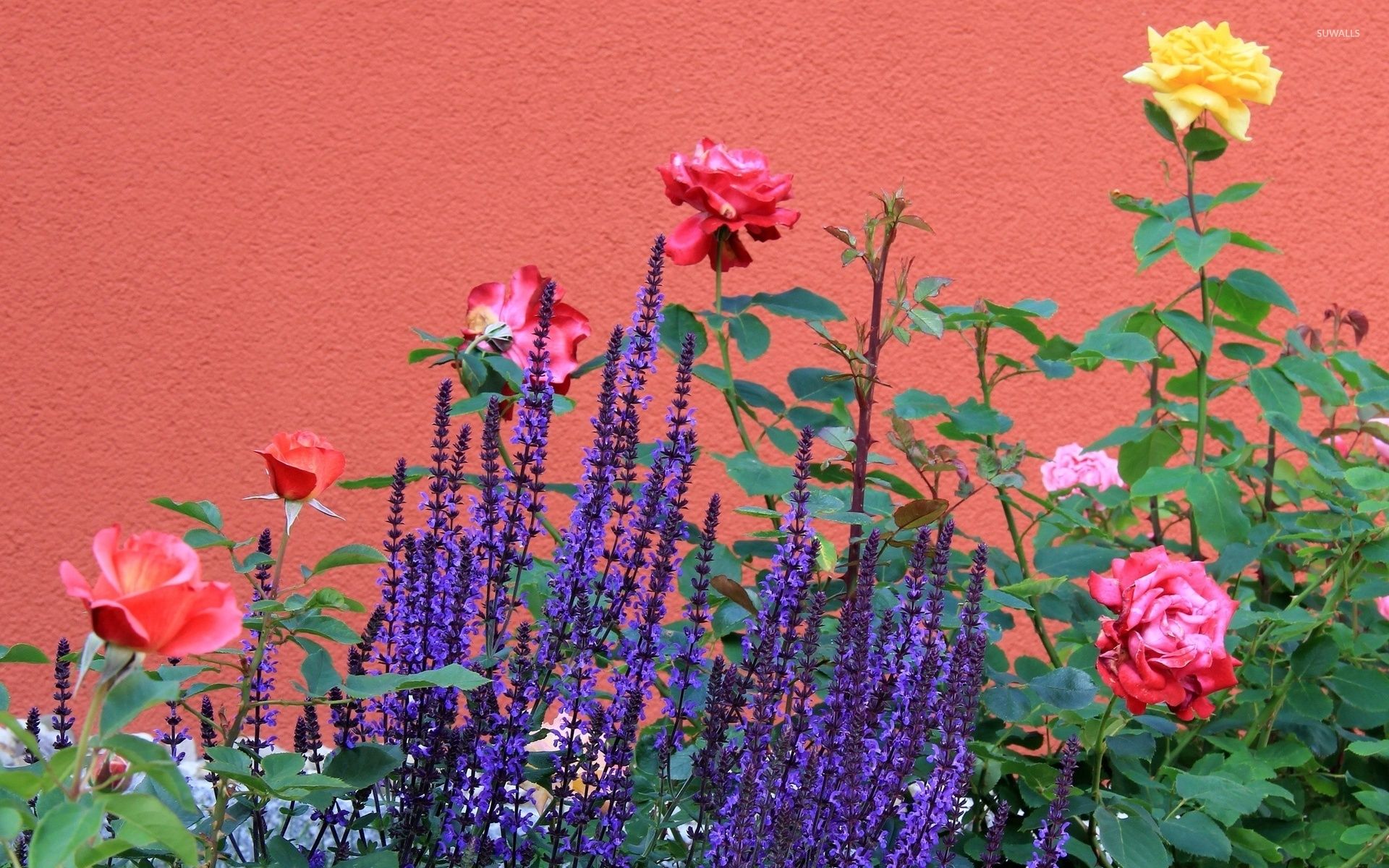 Lavanda e rose in giardino, 1920x1200 Full HD+ WUXGA, Laptop