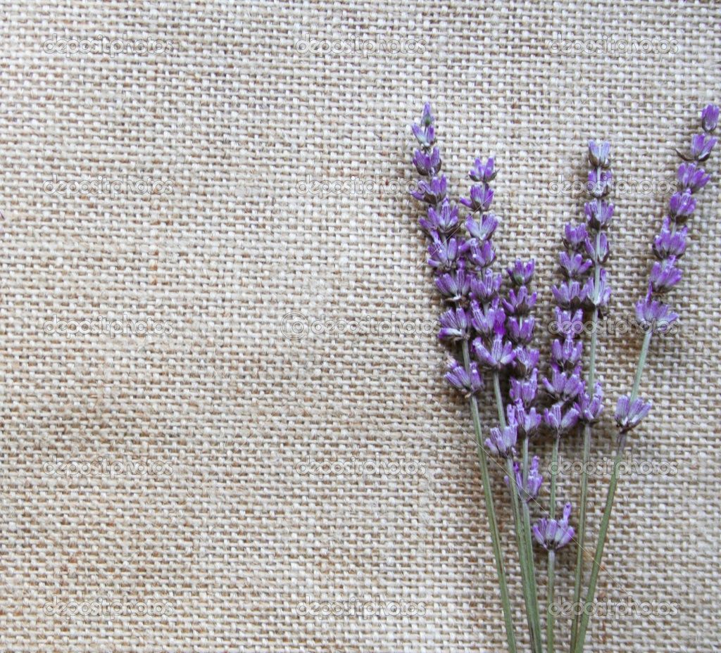 Fiori di lavanda su tela, 1024x928 HD, Desktop