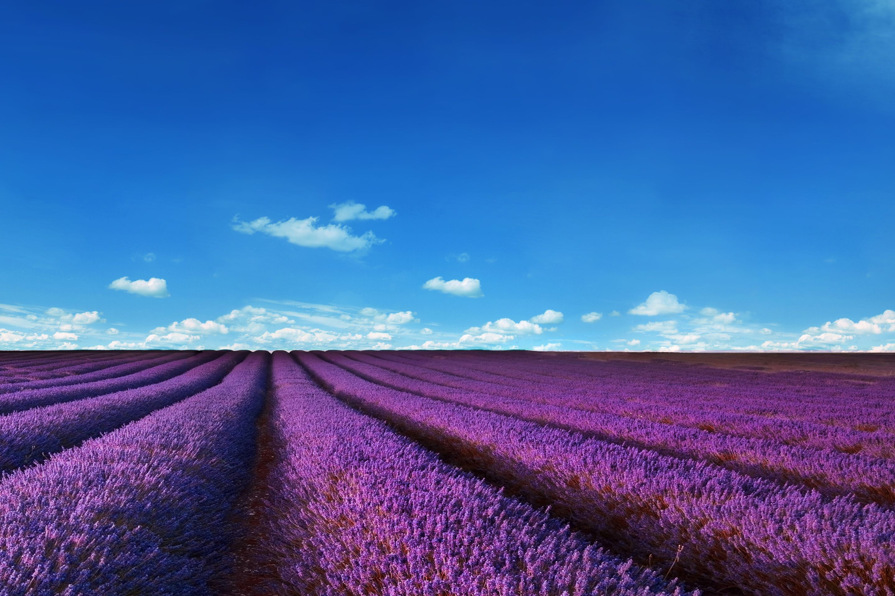 Campo di lavanda viola, 2880x1920 2K, Laptop