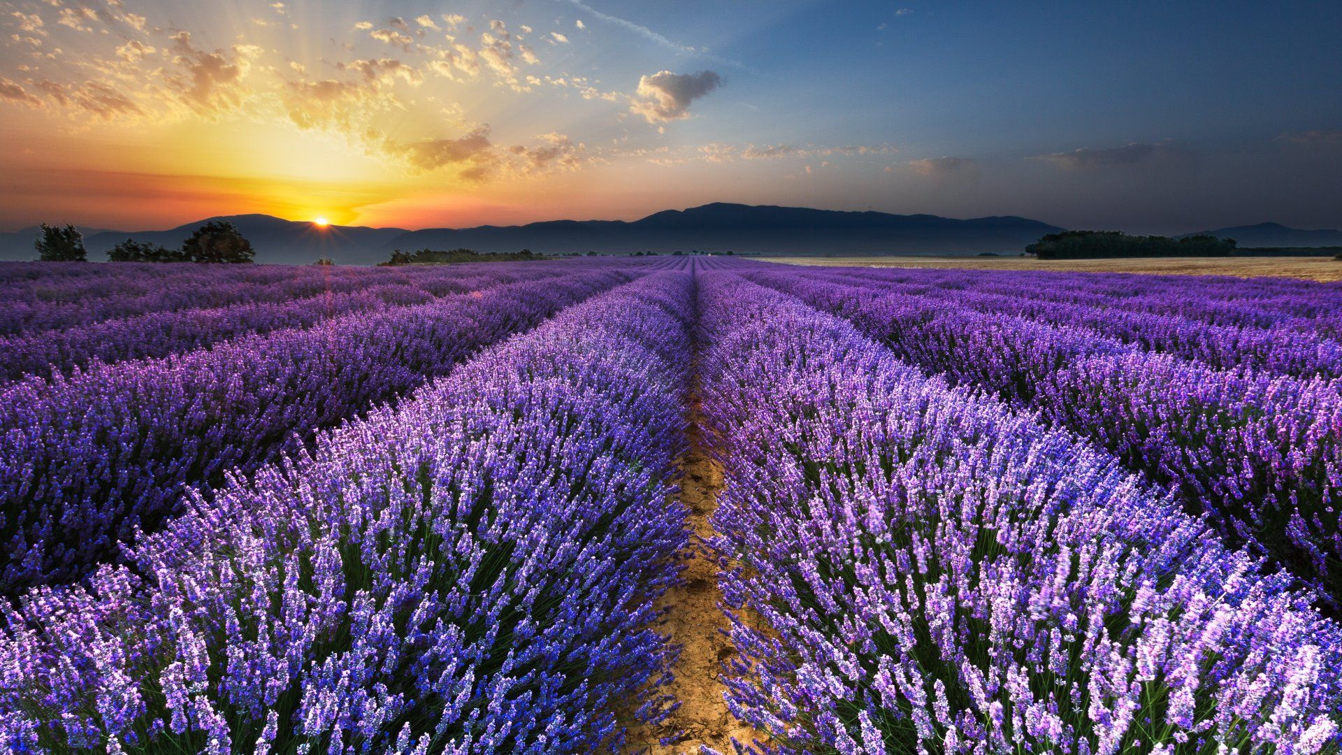 Alba su campi di lavanda, 1920x1080 Full HD, Desktop
