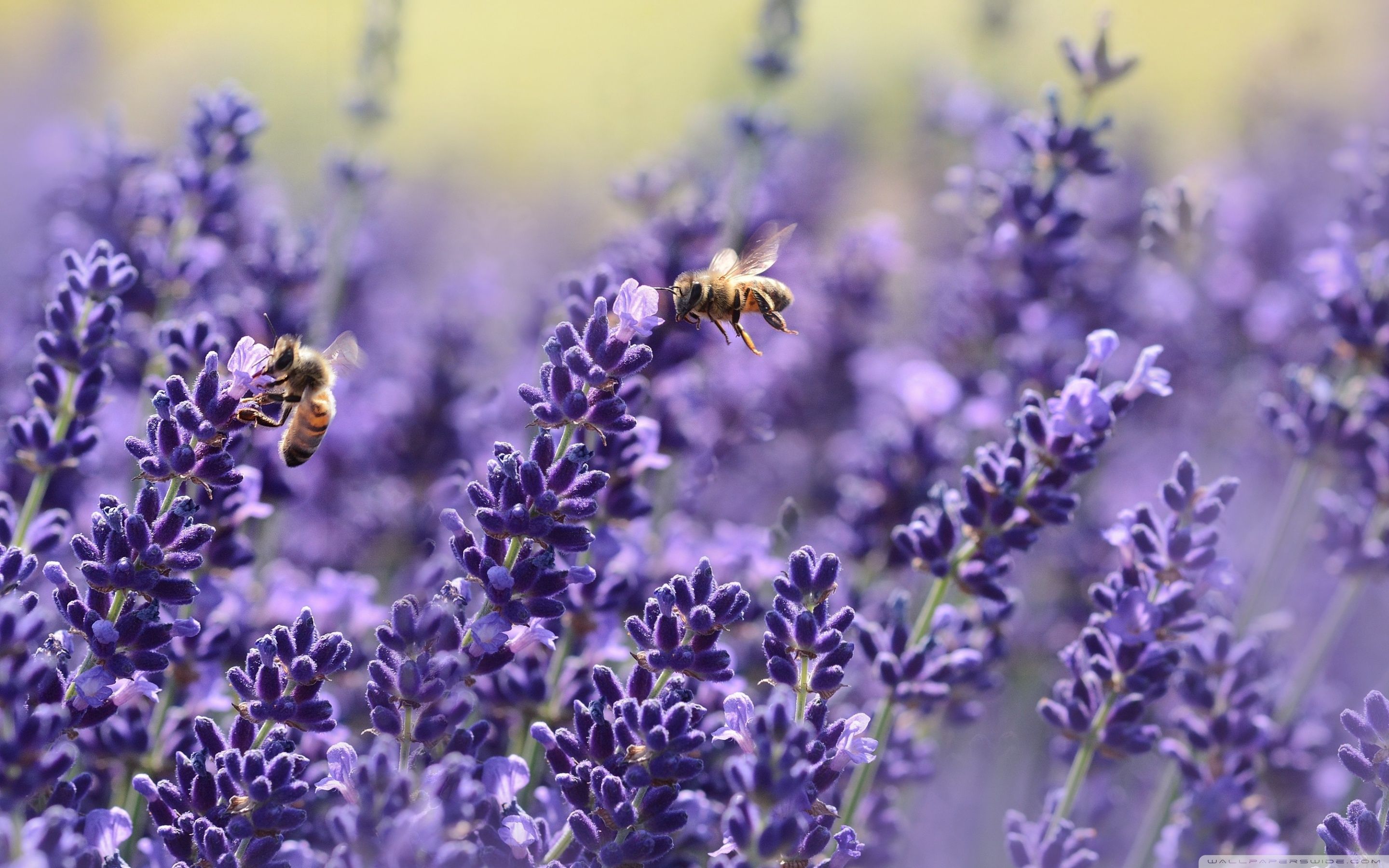 Api su fiori di lavanda, 2880x1800 2K+, MacBook Pro