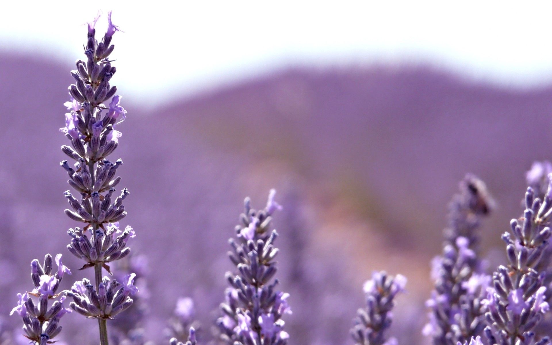 Fiori di lavanda campo, 1920x1200 Full HD+ WUXGA, Desktop