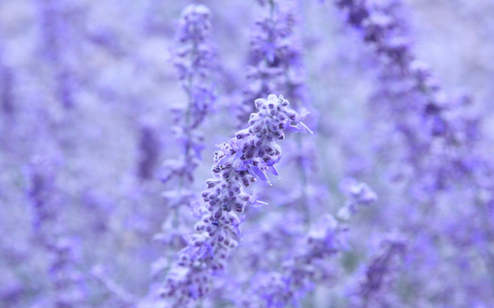 Fiori di lavanda viola sfocati, 1920x1200 Full HD+, Laptop