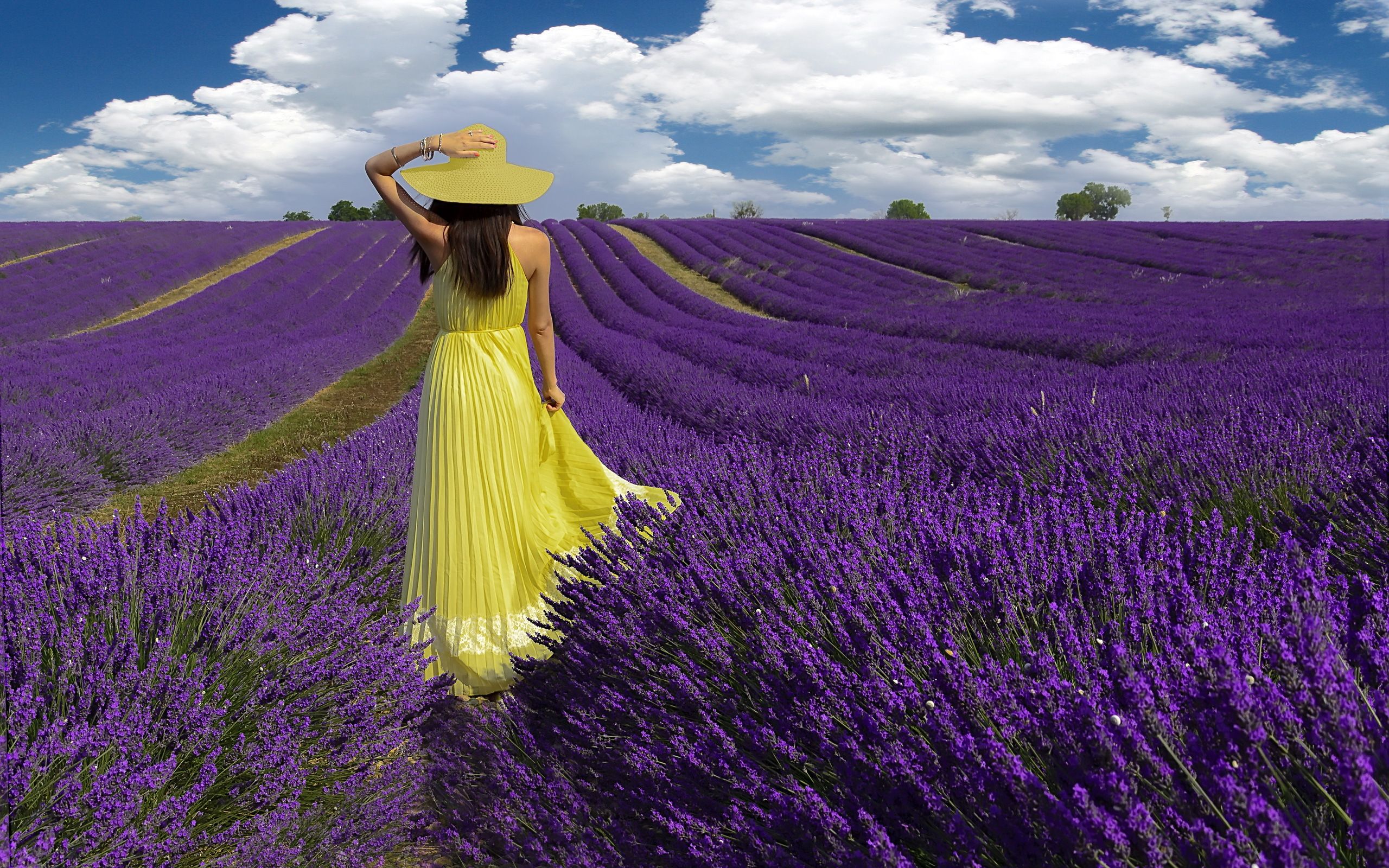 Donna in giallo campo lavanda, 2560x1600 WQXGA, MacBook Pro