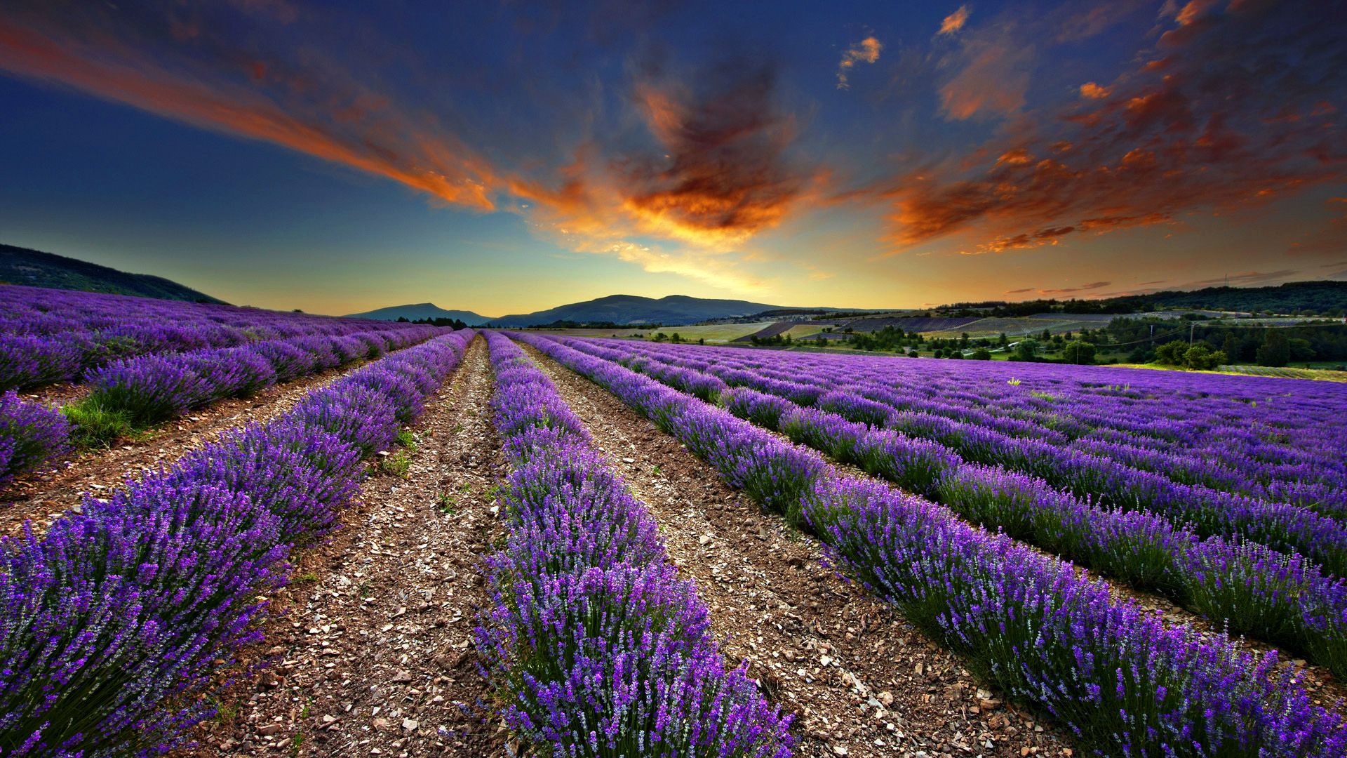 Campo di lavanda al tramonto, 1920x1080 1080p, Desktop