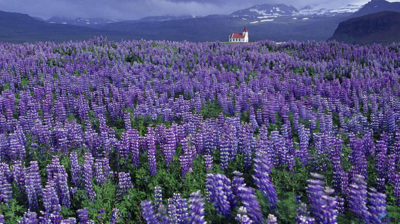 Campo di lupini viola, 1366x768 HD, Desktop