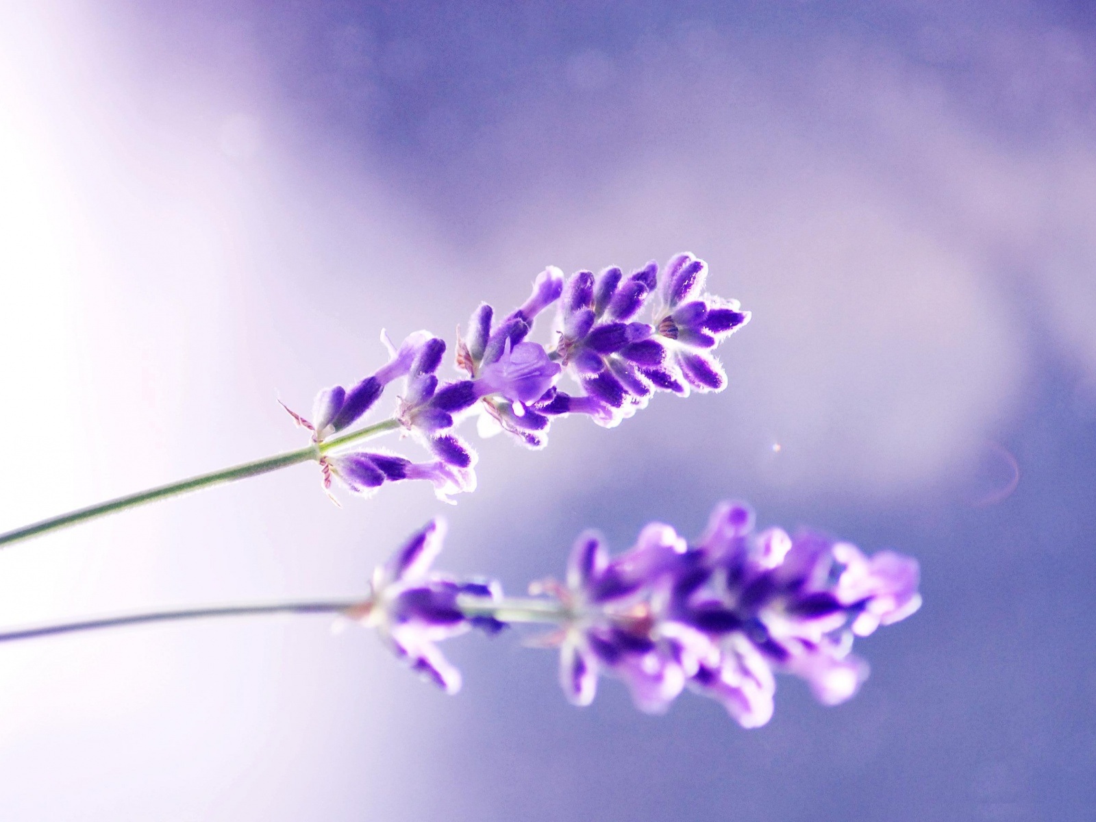 Fiori di lavanda con riflesso, 1600x1200 HD Ready, PC