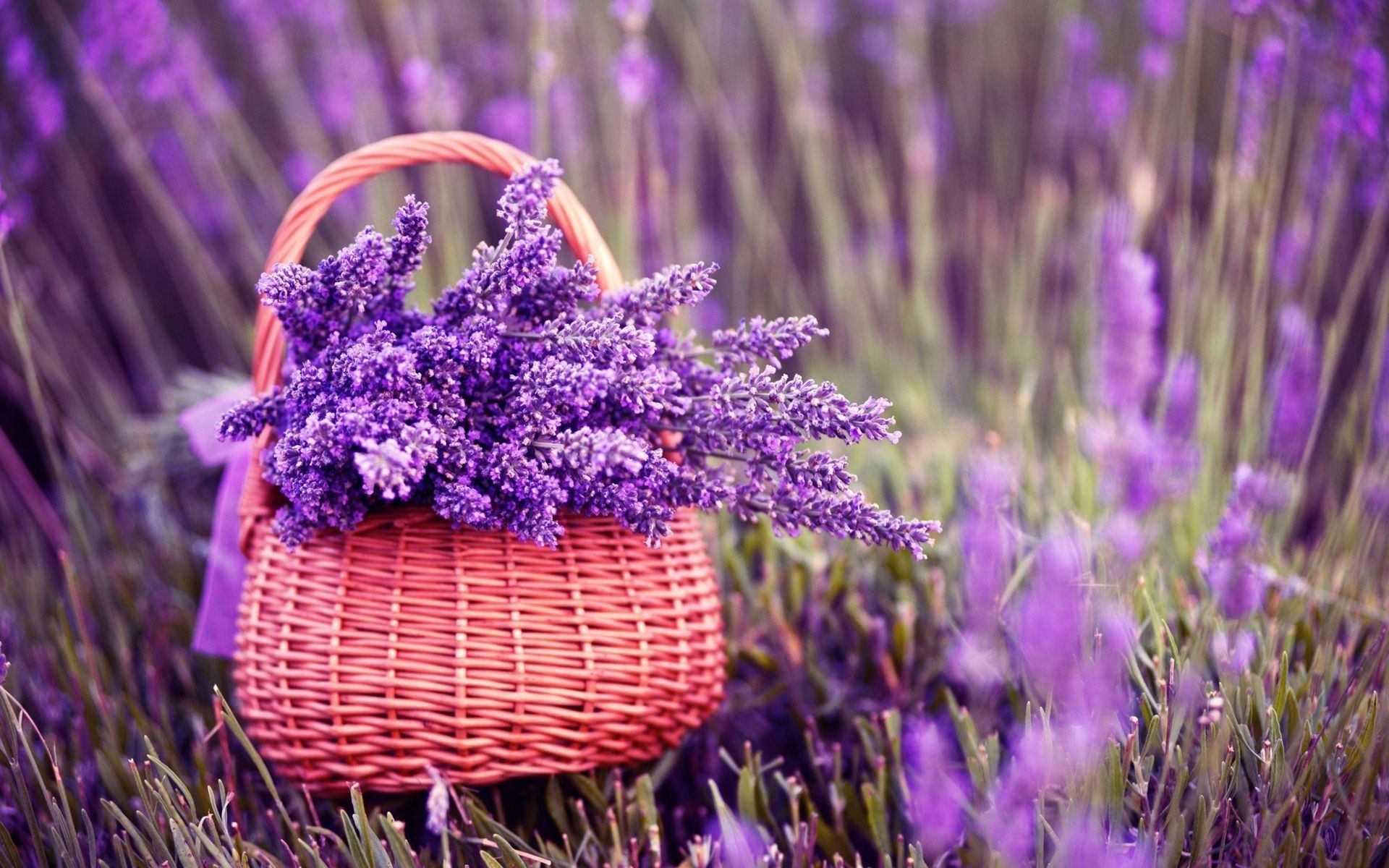 Cesto di lavanda nel campo, 1920x1200 Full HD+, Desktop
