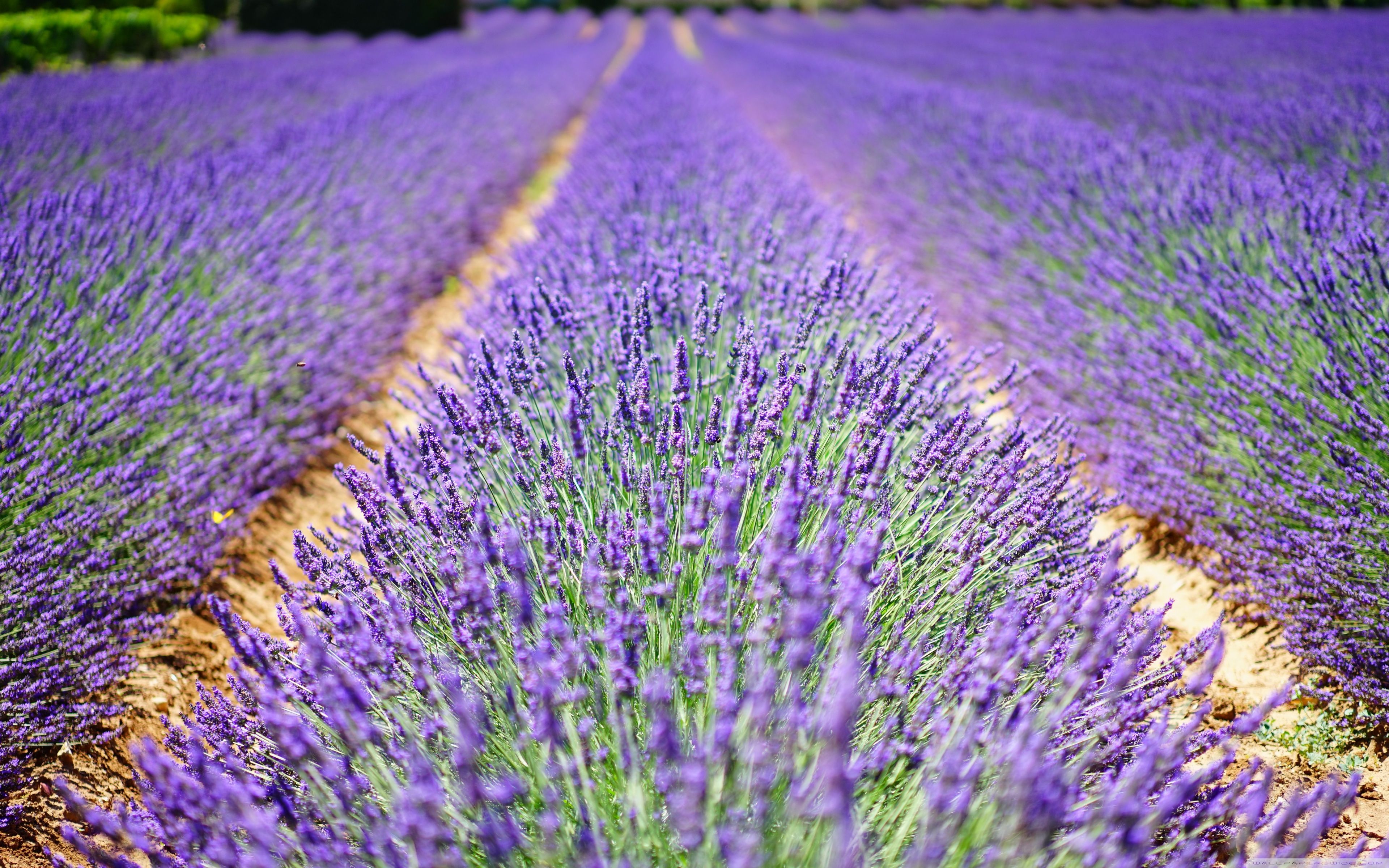 Campo di lavanda viola, 3840x2400 UHD, PC 4K