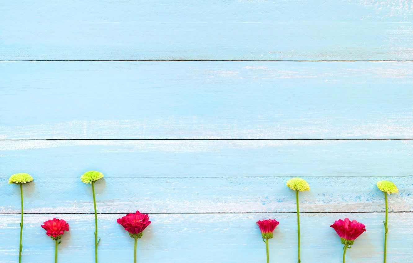 Fiori colorati su legno blu, 1332x850 720p, Laptop