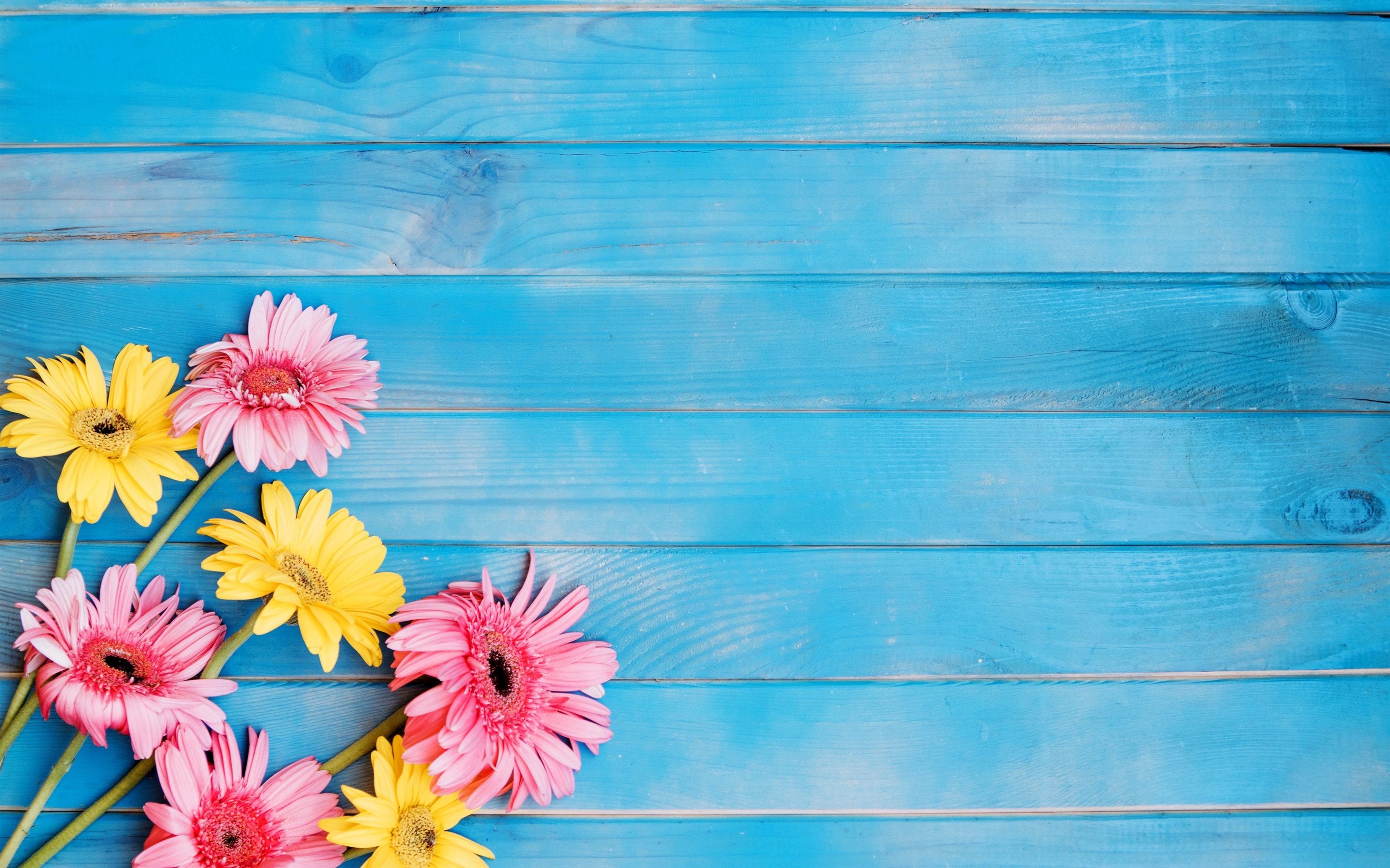 Gerbere gialle e rosa, legno blu, 2880x1800 2K, PC