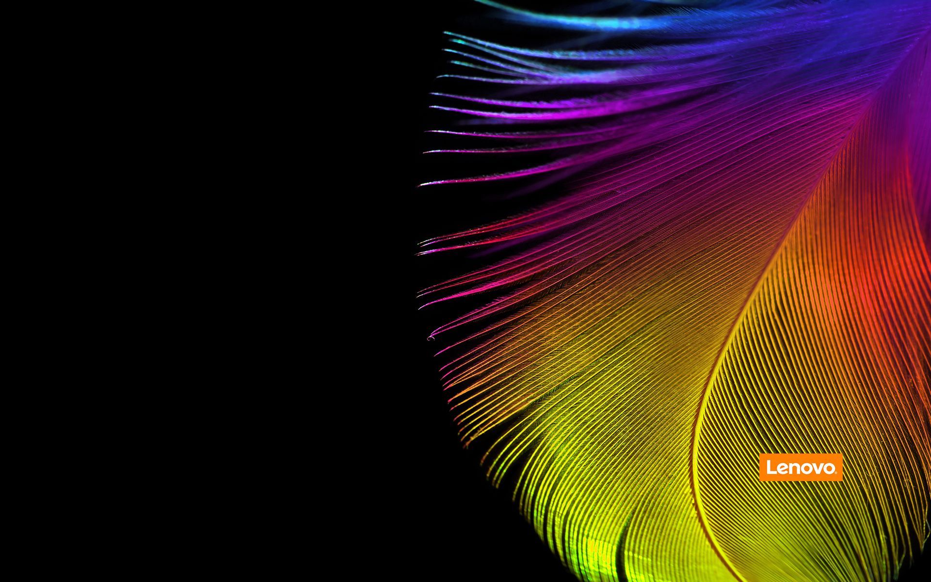 Piuma colorata sfondo nero, 1920x1200 Full HD+, Laptop