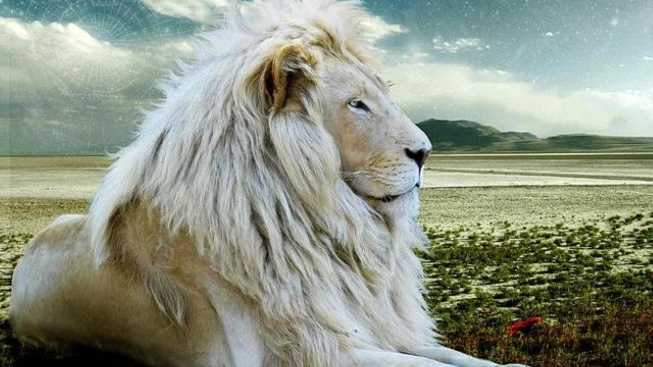Leone bianco sdraiato nel deserto, 1280x720 HD, Desktop