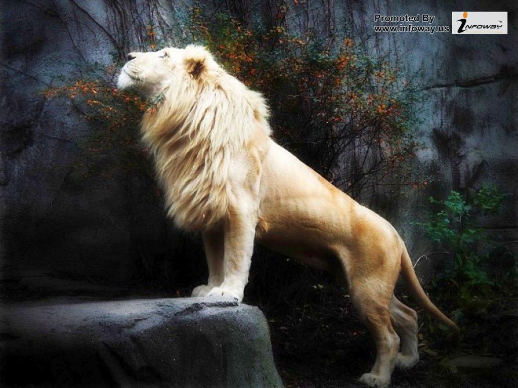 Leone bianco e nero ritratto, 1920x1080 Full HD 1080p, Desktop