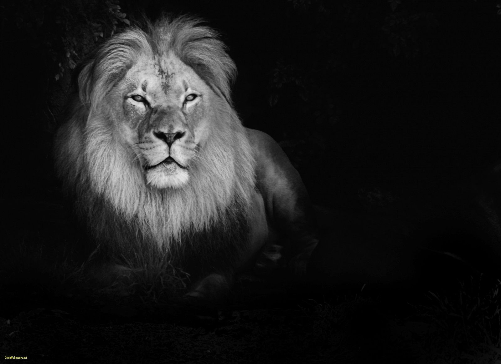Leone bianco su sfondo nero, 1600x1164 900p, MacBook Air