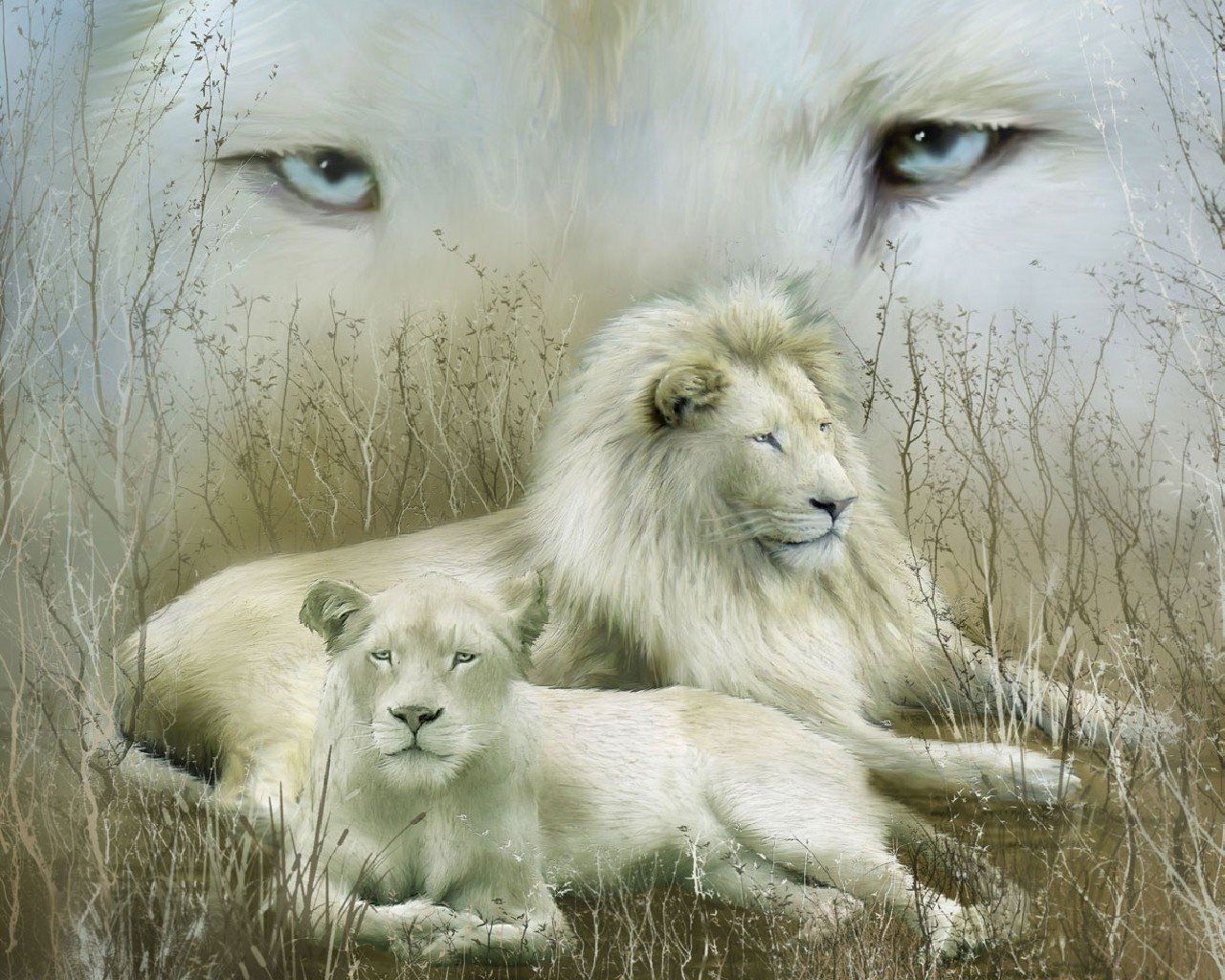 Leone bianco e leonessa, 1280x1024 HD, Desktop