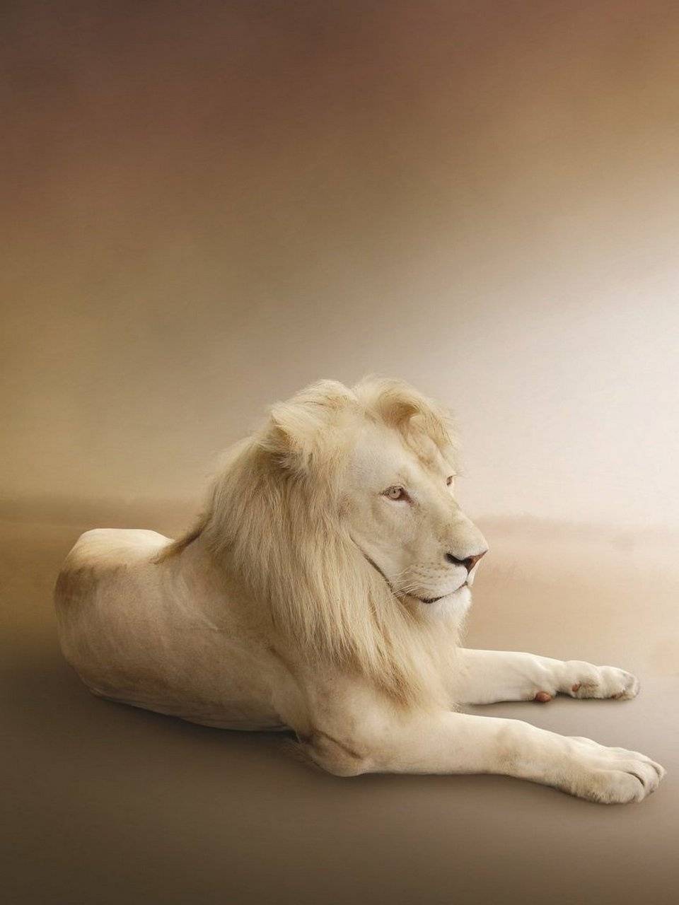 Leone bianco sdraiato, 960x1280 Full HD Verticale, iPhone
