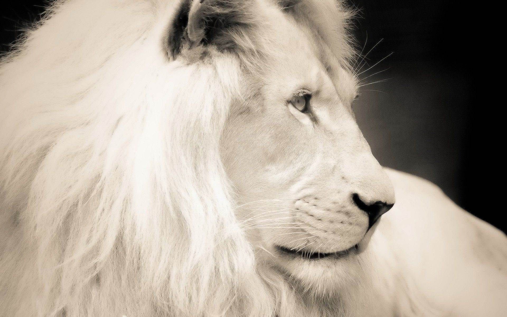 Leone bianco ritratto profilo, 1920x1200 Full HD+, Laptop