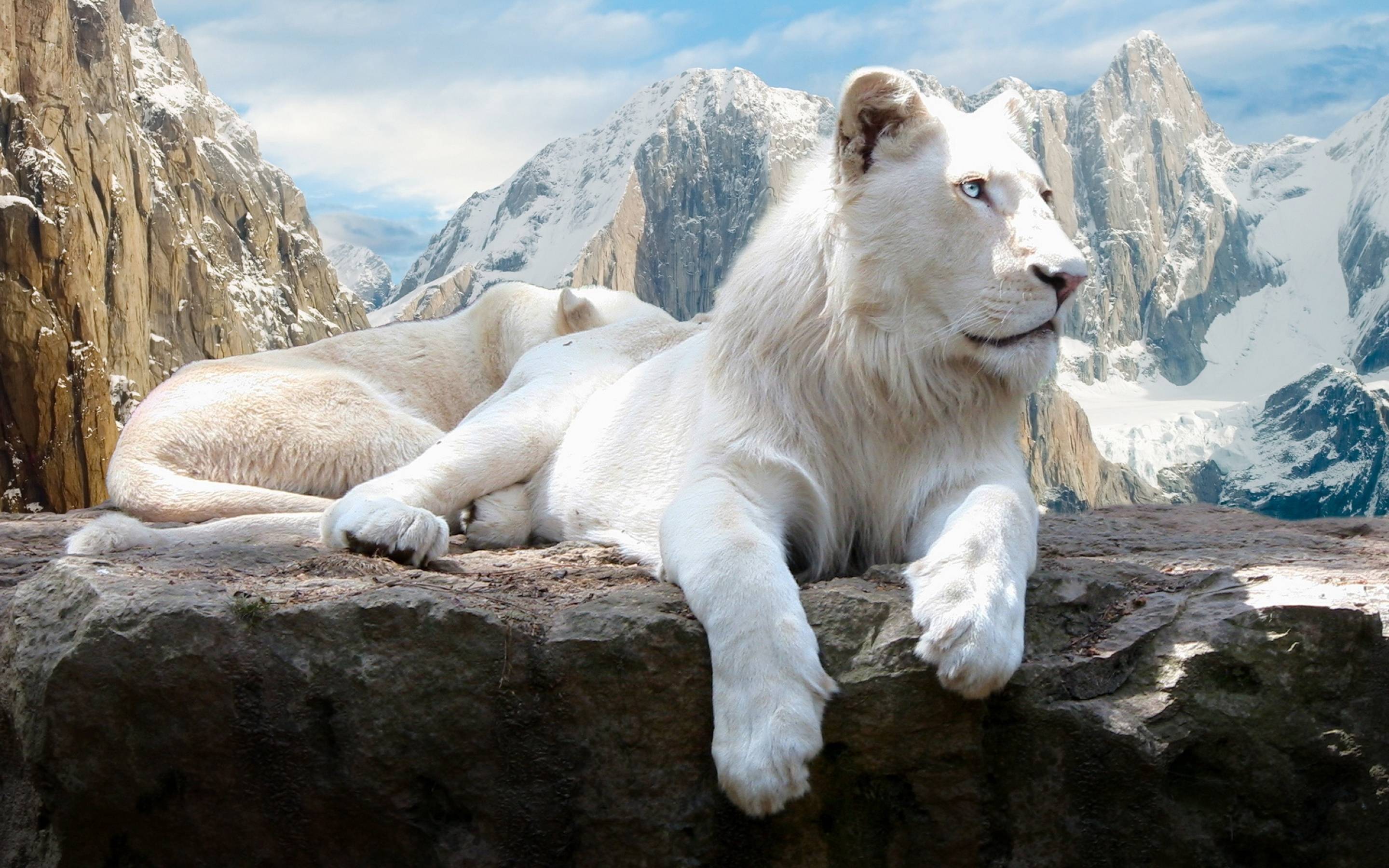 Leone bianco su roccia montana, 2880x1800 2K, PC