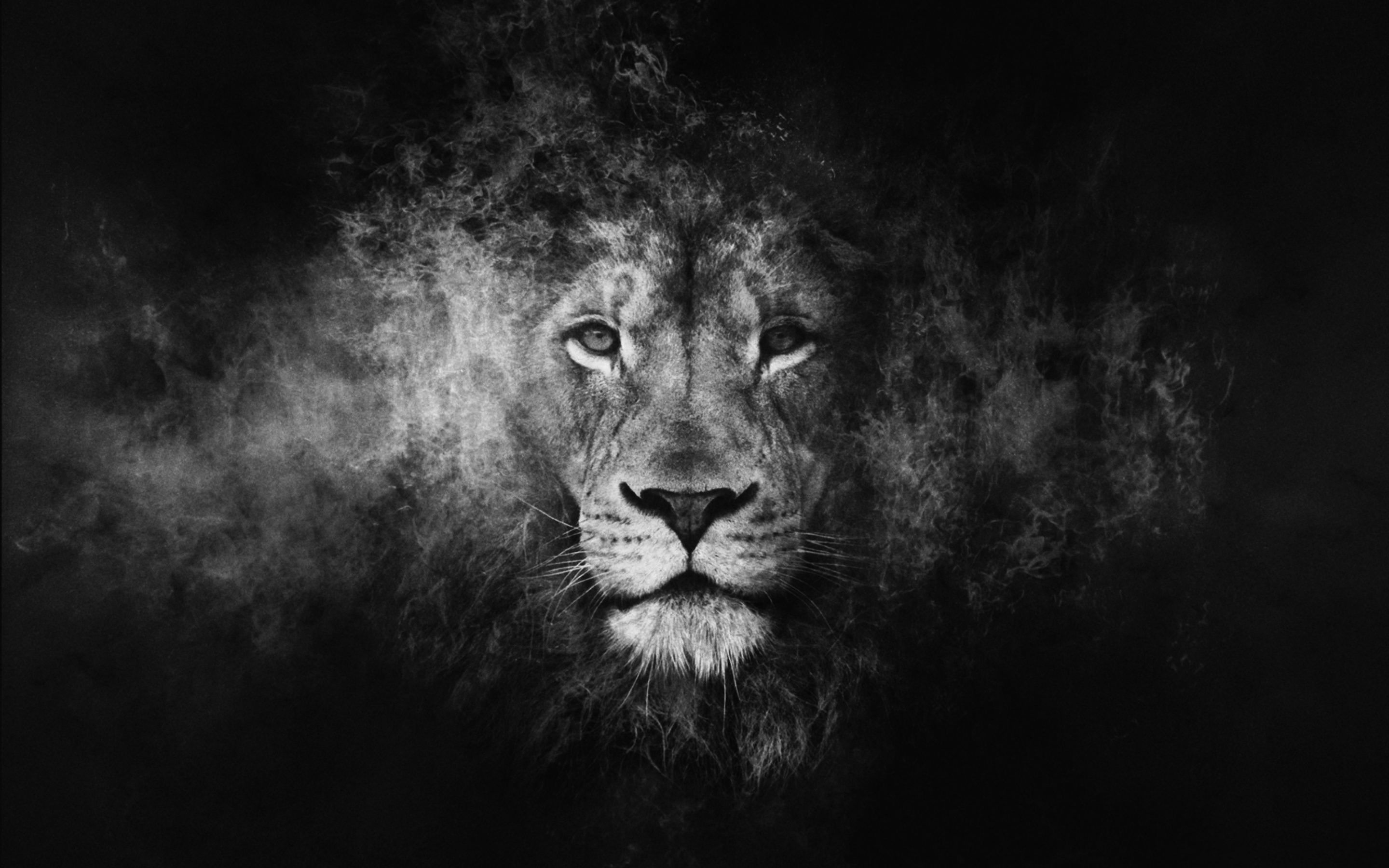 Leone bianco e nero artistico, 2880x1800 2K, Desktop