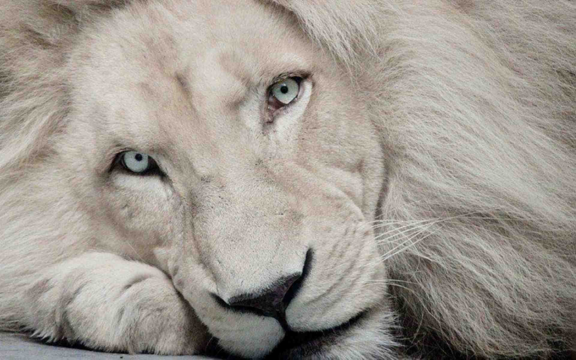 Leone bianco primo piano, 1920x1200 Full HD+ WUXGA, PC