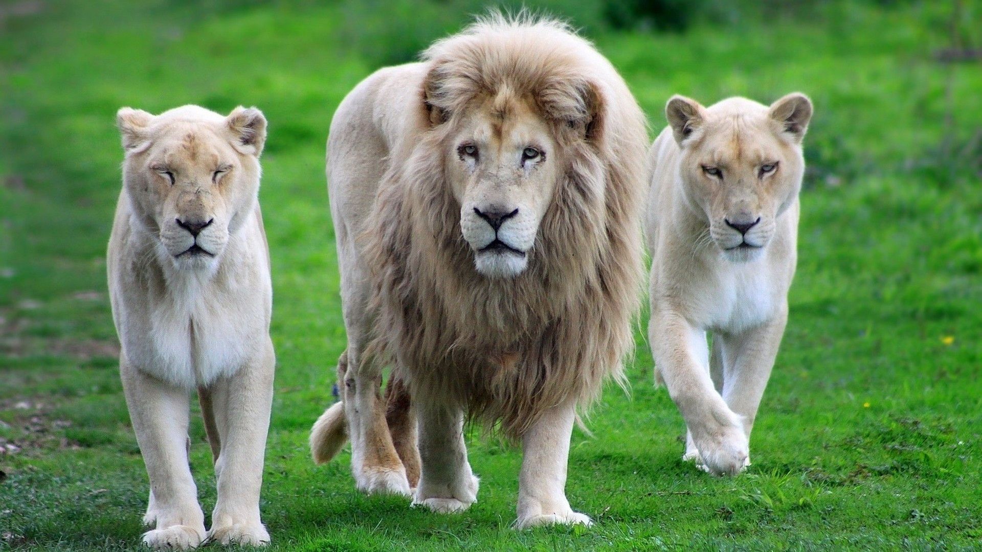 Leone bianco con leonesse, 1920x1080 Full HD, PC Desktop