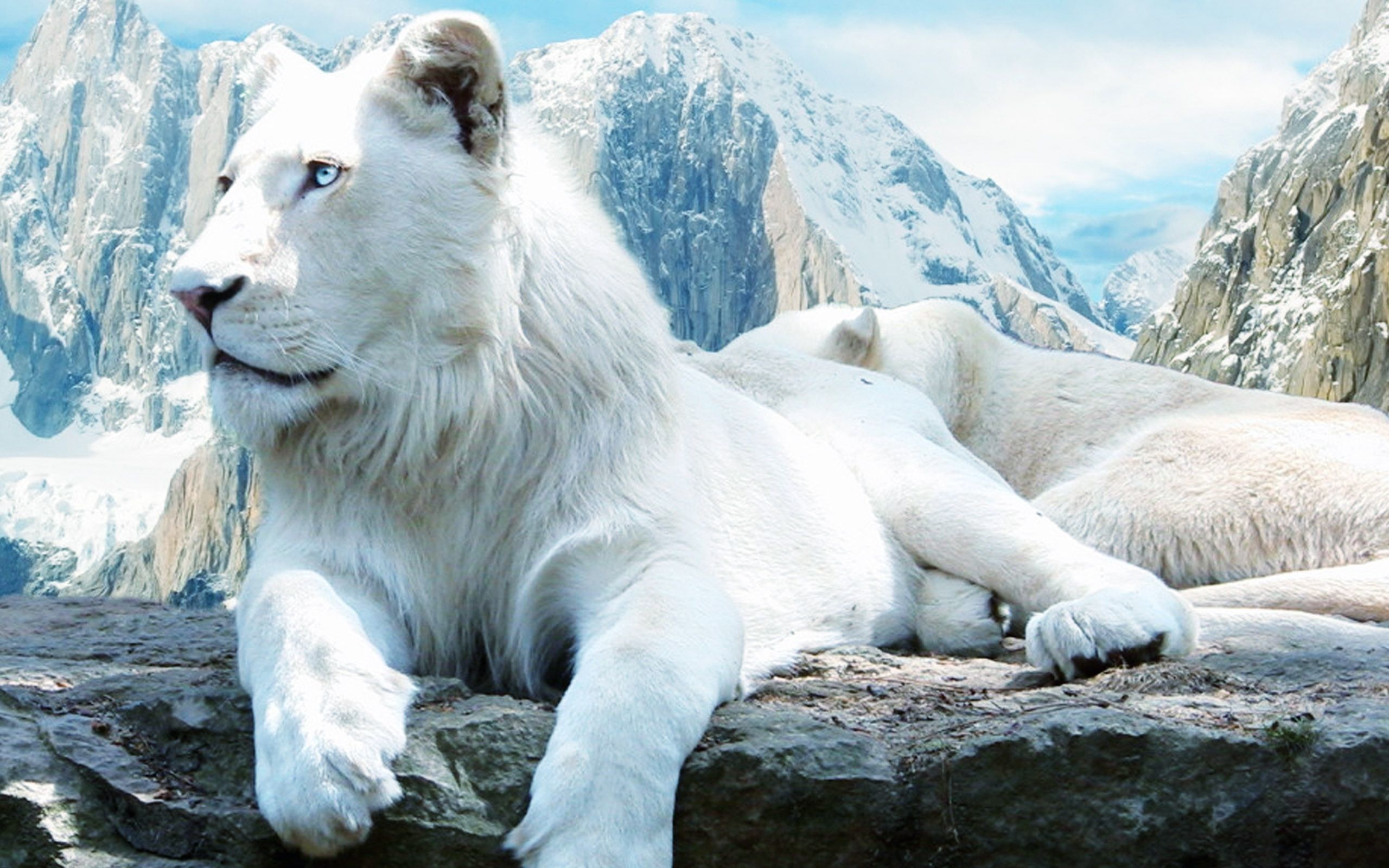 Leone bianco su roccia, 2560x1600 WQXGA, MacBook Pro