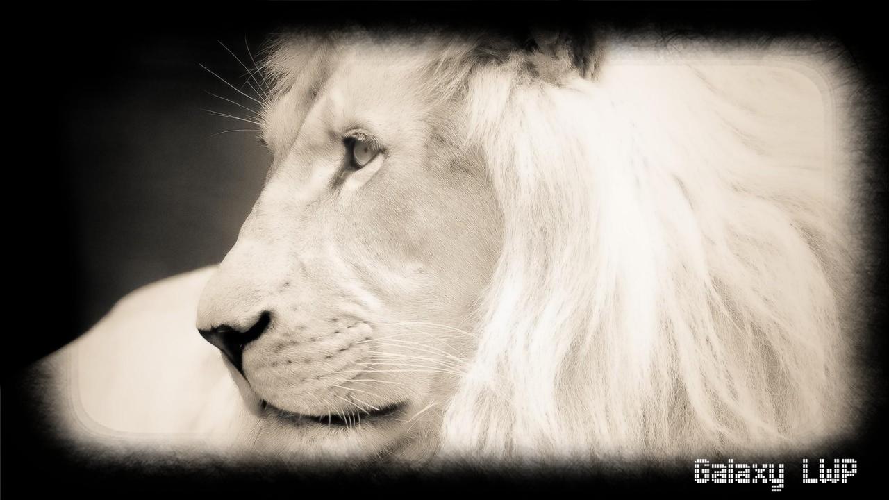 Cucciolo di leone bianco, 2880x1800 2K, MacBook Pro