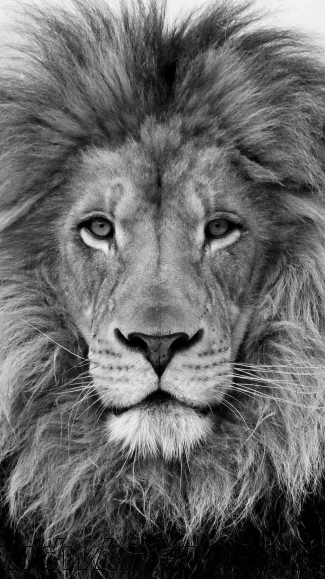 Leone in bianco e nero, 1080x1920 Verticale, Telefono