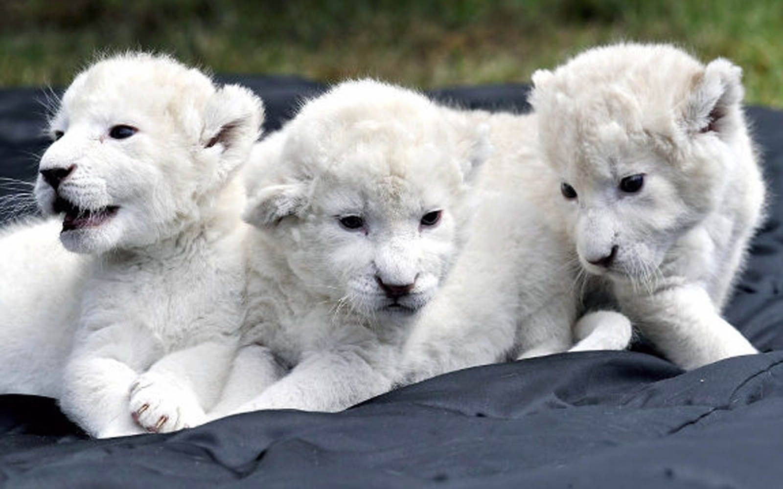 Tre cuccioli di leone bianco, 1600x1000 900p, PC