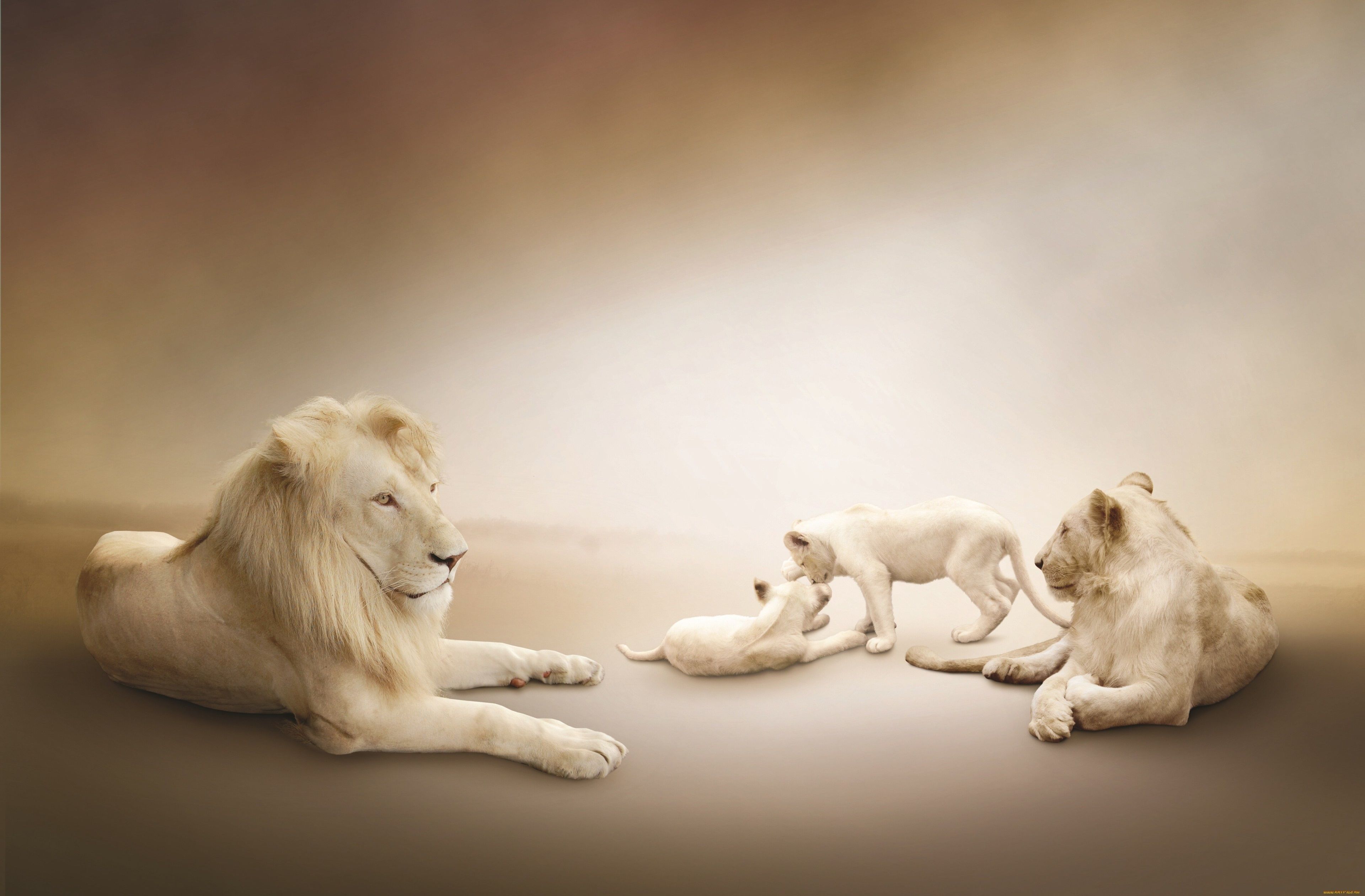 Leone bianco con cuccioli, 3840x2520 Ultra HD, 4K TV