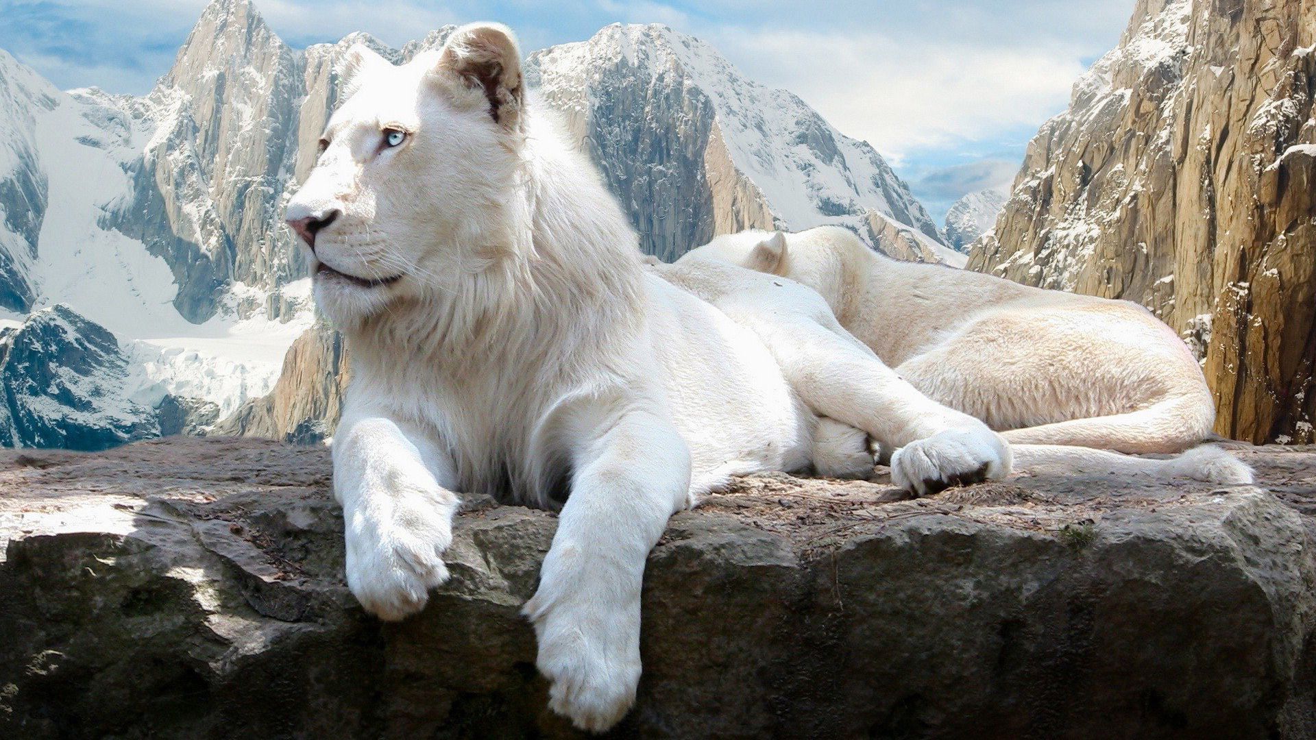 Leone bianco su roccia montana, 1920x1080 1080p, Laptop
