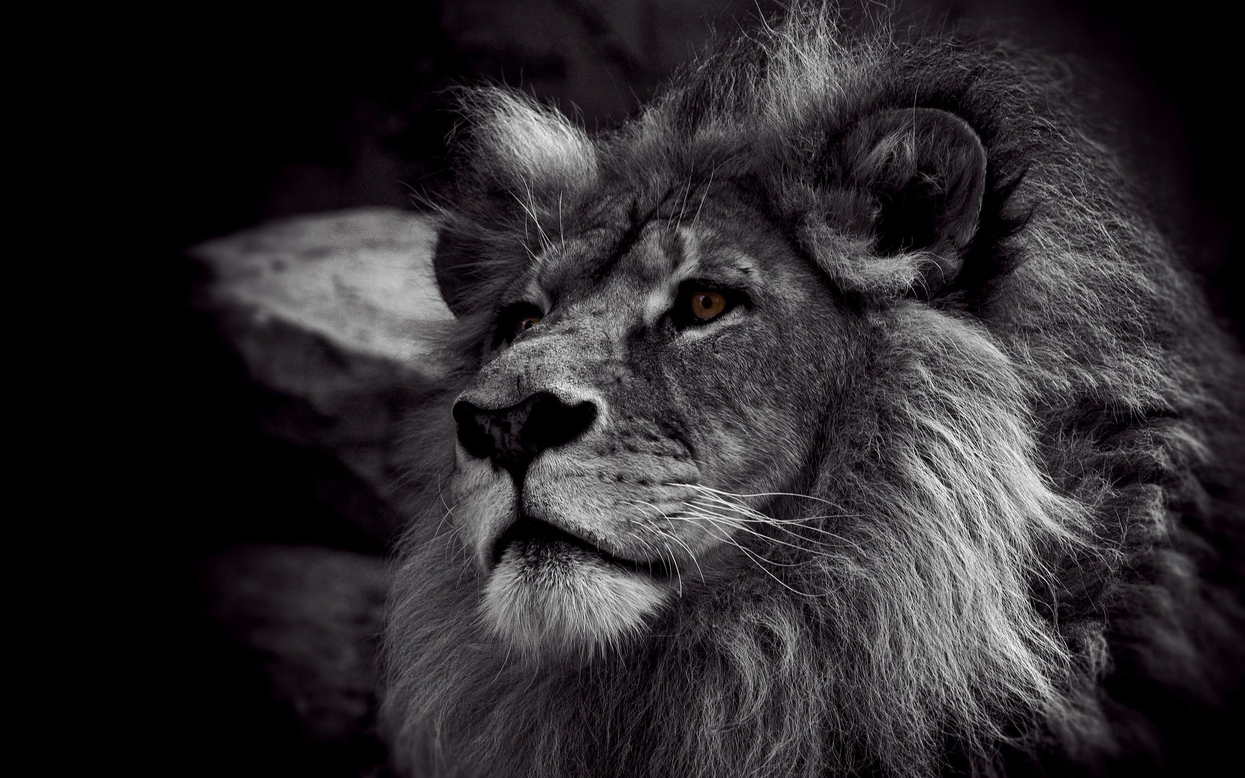 Leone in bianco e nero, 1600x1000 900p, MacBook Air