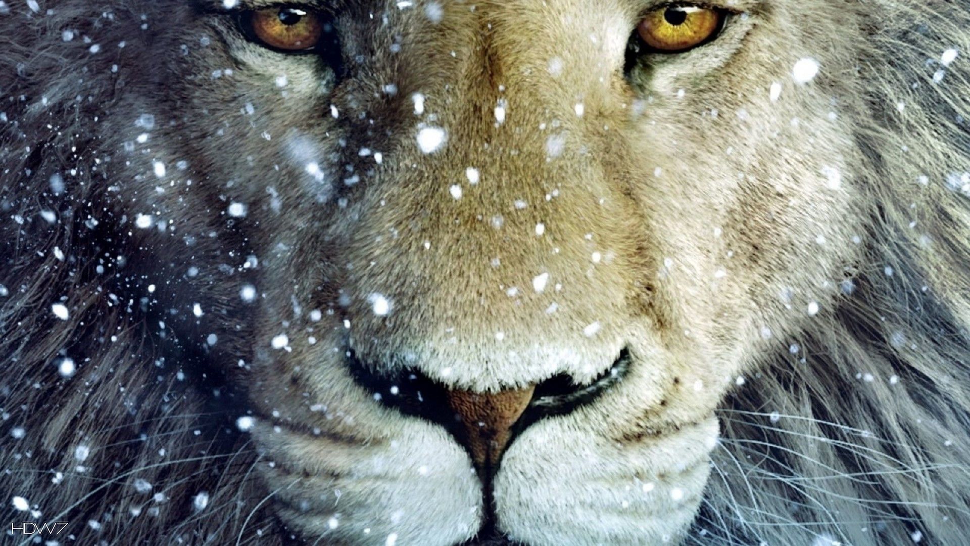 Leone bianco su roccia, 1332x850 720p, PC