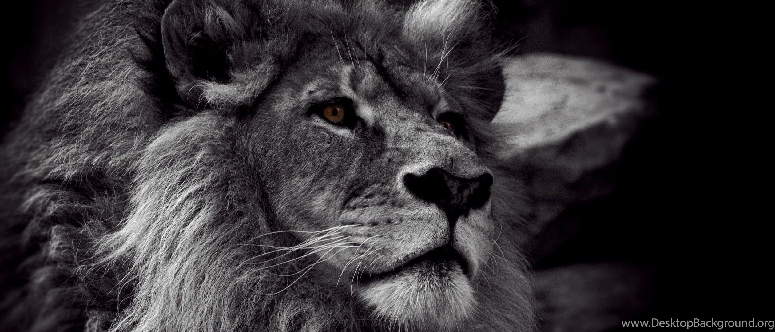 Cuccioli di leone bianco, 2803x1440 2K, Desktop