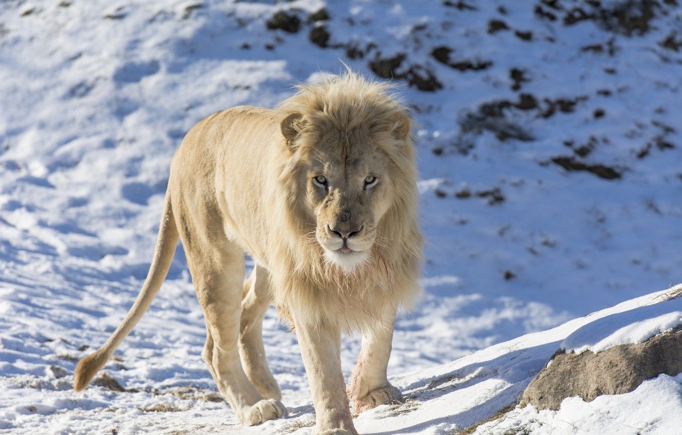 Leone in bianco e nero, 1920x1080 Full HD, PC Desktop